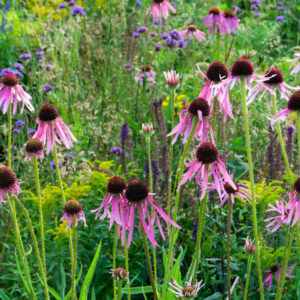 Echinacea pallida - Halvány kasvirág (min. 20 szem)