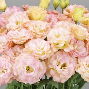 Eustoma grandiflorum - Liziantusz "Arena 3 Champagne" (min 20 szem)