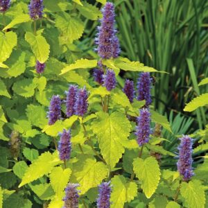 Agastache rugosa - Ánizsillatú izsópfű "Golden Jubilee" (min. 20 szem)