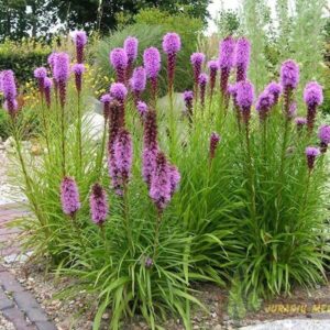 Liatris spicata - Füzéres díszcsorba "Kobold Strain" (min. 20 szem)
