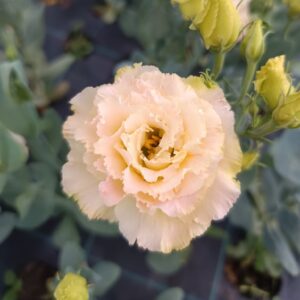 Liziantusz palánták