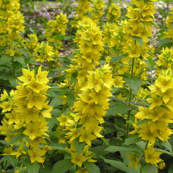 Lysimachia punctata GOLD N.- Pettyegetett lizinka (min. 10 szem mag)