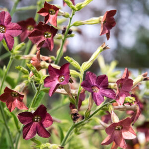 Nicotiana alata - Dohányvirág "Bronze Queen" (min. 50 szem)