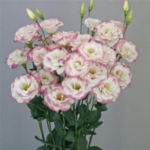 Eustoma grandiflorum - Liziantusz "Mariachi II Pink Picotee" (min 20 szem)