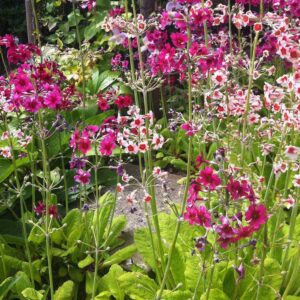 Primula japonica GOLD N.- Japán kankalin (min. 15 szem)