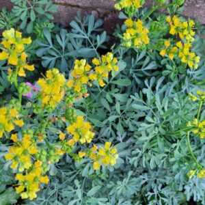 Ruta graveolens - Kerti ruta (min. 20 szem)