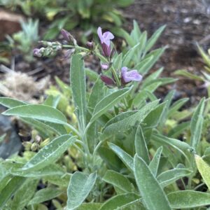 Salvia officinalis - Orvosi zsálya (min. 15 szem)