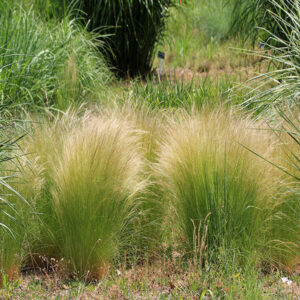 Stipa pennata - Árvalányhaj (min. 20 szem)