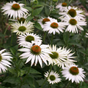 Echinacea purpurea - Kasvirág "Primadonna white" (min. 20 szem)