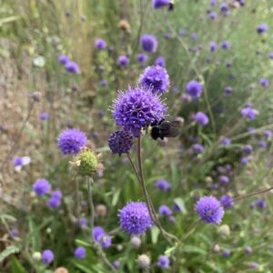 Succisa pratensis - Réti ördögharaptafű (min 20 szem)