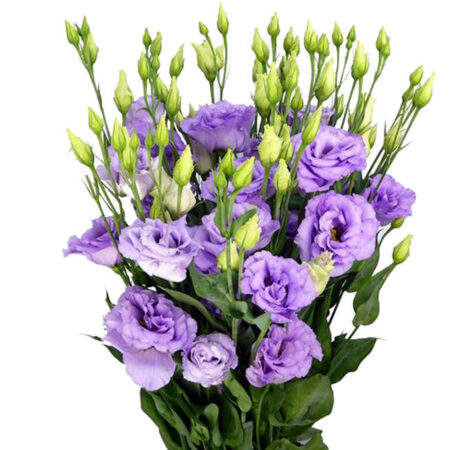 Corelli Lavender (7 db liziantusz palánta)