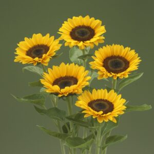 Helianthus anuus - Napraforgó "Premier Up Orange" ( 20 szem mag)
