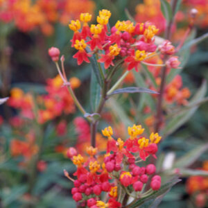 Asclepias curassavica - Selyemvirág "Red Butterfly" (min. 15 szem)