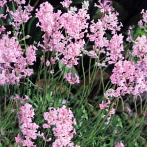 Lavandula angustifolia GOLD N. - Levendula "Rosea" (min. 20 szem)