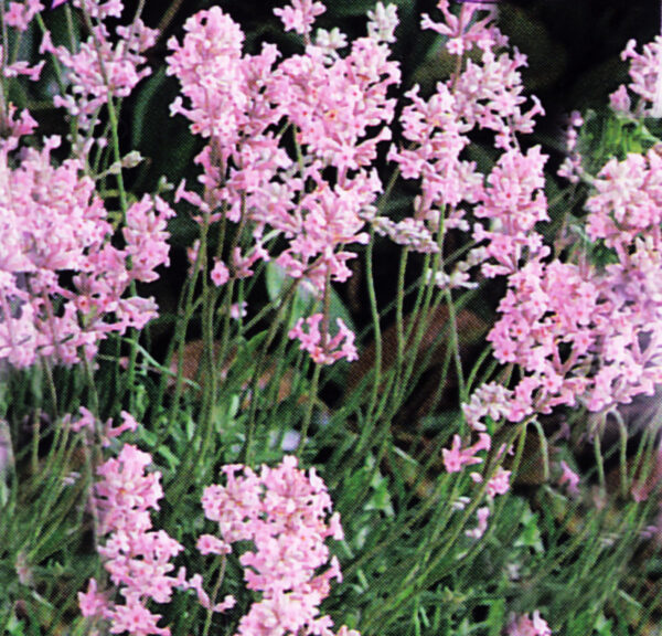 Lavandula angustifolia GOLD N. - Levendula "Rosea" (min. 20 szem)