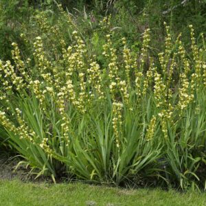 Sisyrinchium striatum GOLD N. - Halványsárga sásbokor (min. 10 szem)