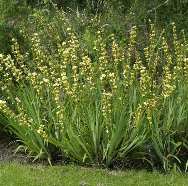 Sisyrinchium striatum GOLD N. - Halványsárga sásbokor (min. 10 szem)