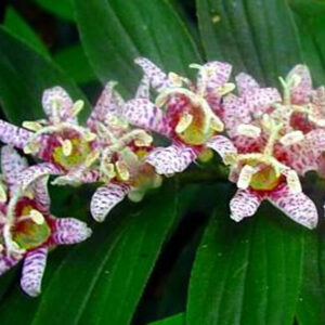 Tricyrtis hirta GOLD N. - Borzas púpliliom "Miyazaki" (min. 10 szem)