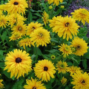Rudbeckia hirta - Kúpvirág "Double Golden Daisies" (min. 20 szem)