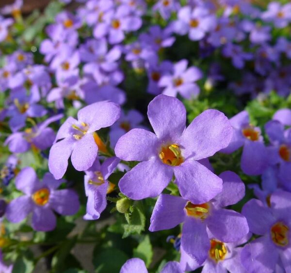 Sutera cordata - Bakopa "Bluetopia" (min. 10 szem)