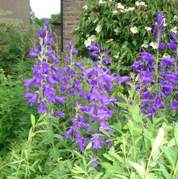 Campanula latifolia GOLD N. - Széleslevelű harangvirág (min. 20 szem)