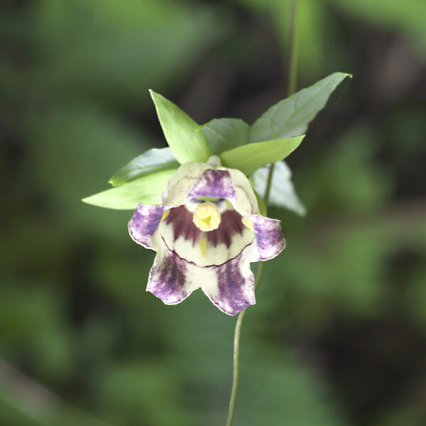 Codonopsis clematidea GOLD N. - Kóreai 'deodeok' harangvirág (min. 15 szem)