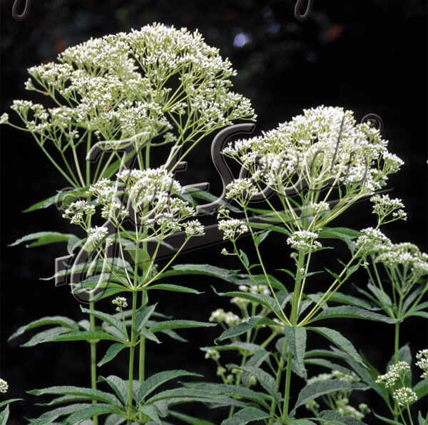 Eupatorium purpureum GOLD N.– Sédkender "Ivory Towers" (min. 30 szem)