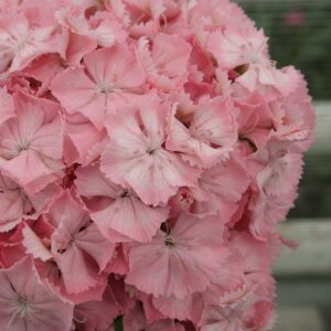 Dianthus barbatus - Törökszegfű "Early Pearl Salmon" (min. 20 szem)