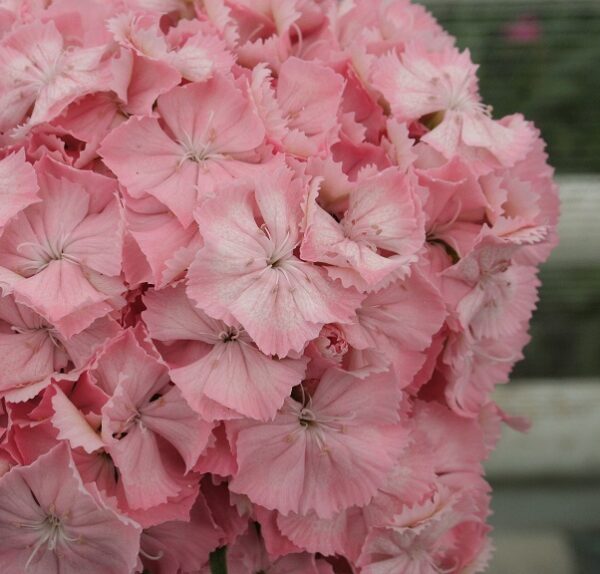Dianthus barbatus - Törökszegfű "Early Pearl Salmon" (min. 20 szem)