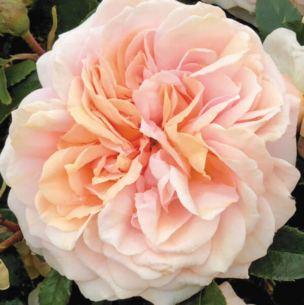 Garden of Roses (1 db szabadgyökerű rózsatő)