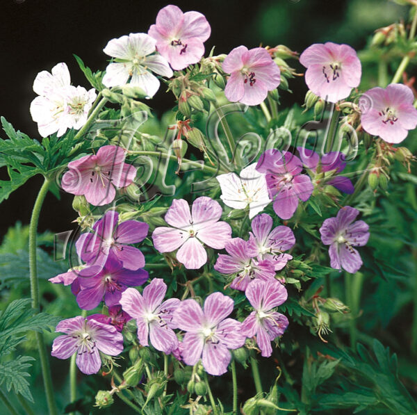 Geranium pratense GOLD N. - Gólyaorr "Painter's Palette" (min. 10 szem)