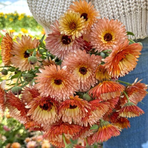 Calendula officinalis - Körömvirág "Orange flash" (min. 30 szem)
