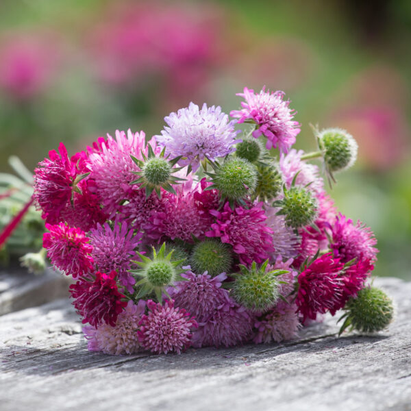 Knautia macedonica - Macedon varfű "Watercolours" (min. 15 szem)