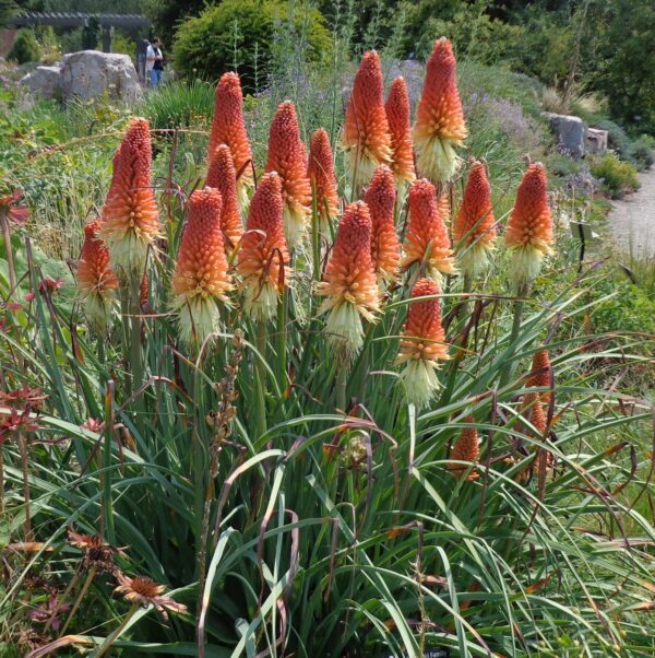 Kniphophia caulescens GOLD N. - Fáklyaliliom (min. 10 szem)