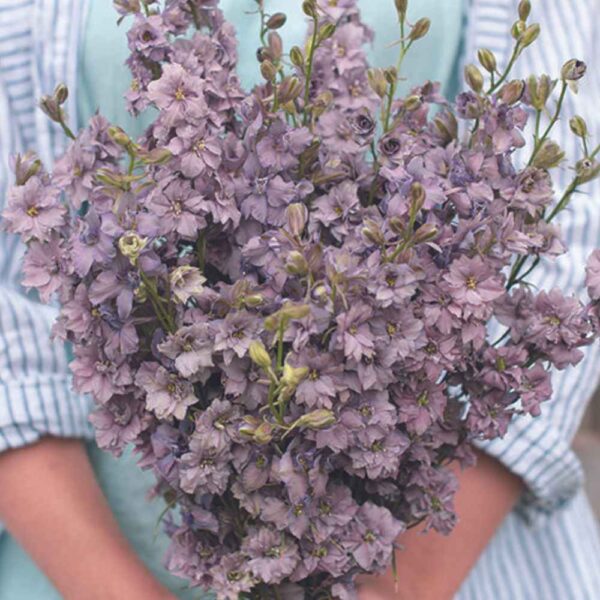 Delphinium consolida - Szarkaláb "Misty lavender" (min. 50 szem)