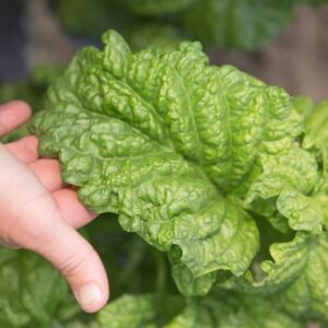 Ocimum basilicum - Salátalevelű bazsalikom (min. 20 szem)