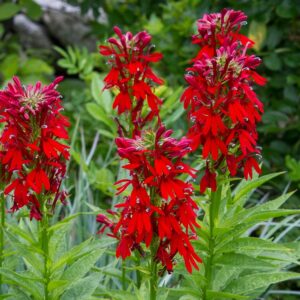 Lobelia cardinalis GOLD N. - Tűzpiros lobélia (min. 15 szem)