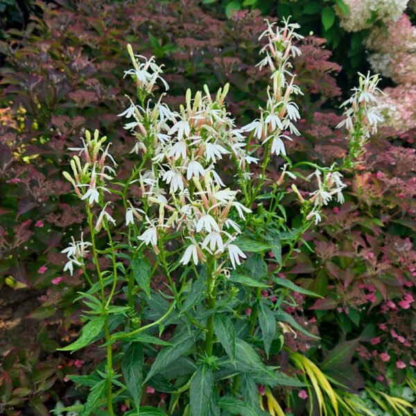 Lobelia cardinalis f.albiflora GOLD N. - Fehér lobélia (min. 15 szem)