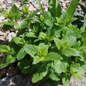 Melissa officinalis - Citromfű "Mandarina" (min. 20 szem)