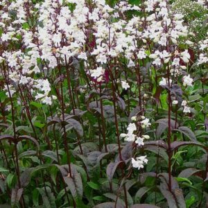Penstemon digitalis - Bugatölcsér "Mystica" (min. 10 szem)