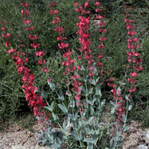 Penstemon superbus GOLD N. - Bugatölcsér "korallszín" (min. 10 szem)