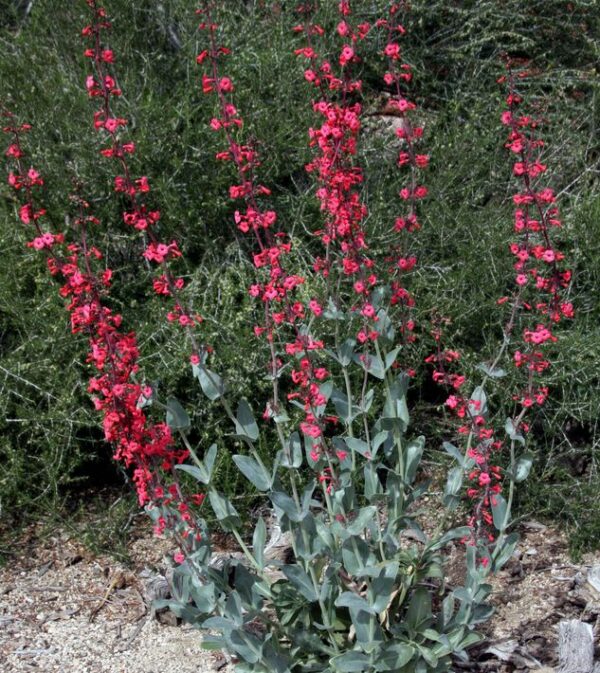 Penstemon superbus GOLD N. - Bugatölcsér "korallszín" (min. 10 szem)