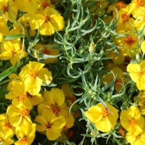 Zinnia grandiflora - Sziklakerti rézvirág (min 20 szem)