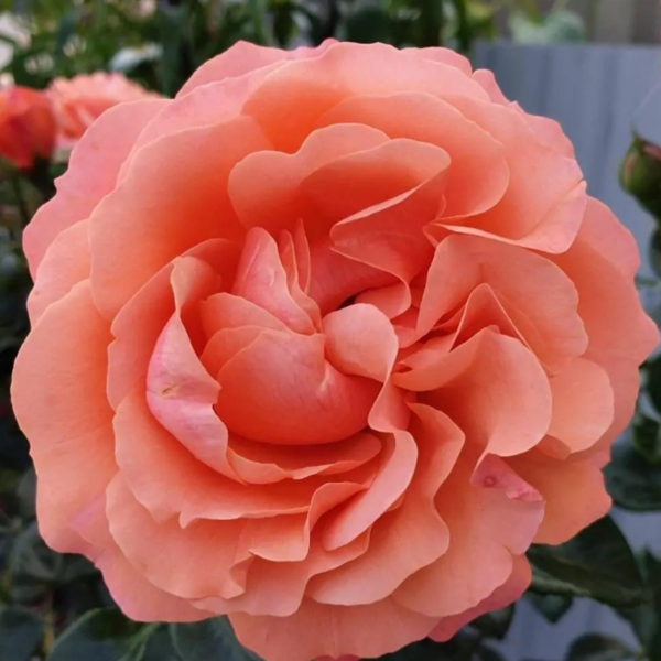 Coral Lions-Rose (1 db szabadgyökerű rózsatő)