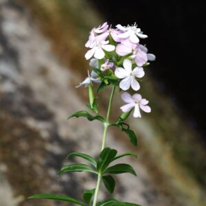 Saponaria officinalis GOLD N. - Orvosi szappanfű (min. 20 szem)
