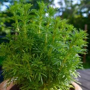 Tagetes filifolia - Büdöske "Dropshot" (min. 30 szem)