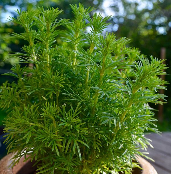 Tagetes filifolia - Büdöske "Dropshot" (min. 30 szem)