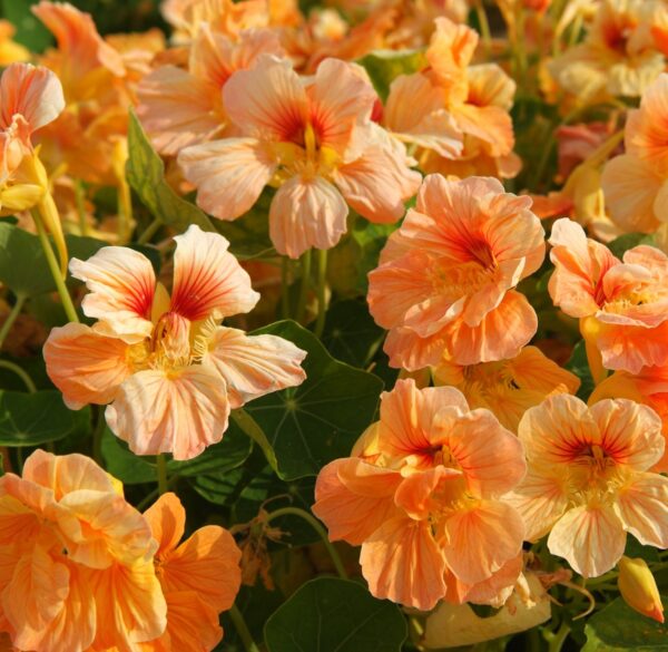 Tropaeolum minus - Kerti sarkantyúka "Tip Top Apricot" (min. 10 szem)