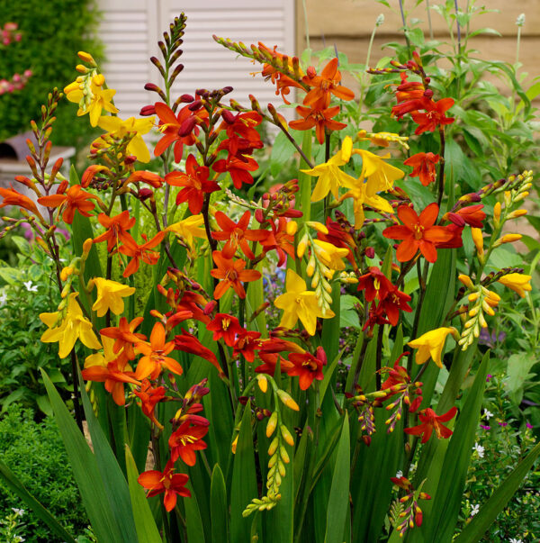 Crocosmia - Kerti sáfrányfű "mix" (9 db)