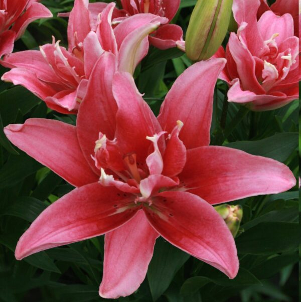 Liliom, ázsiai "Double Lady" (1 db)